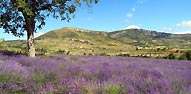provence, lavande, mont ventoux